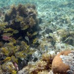 Martinique : La Baignoire de Joséphine