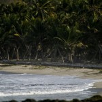 Palmiers en bordure de plage