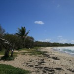 Martinique Anse Trabaud