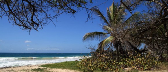 Martinique Anse Trabaud