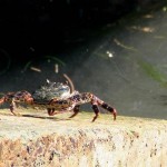 Crabe du littoral rocheux