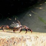 Crabe du littoral rocheux