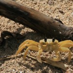 Crabes de Martinique