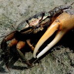 Crabe de mangrove