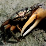 Crabe de mangrove