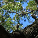 Iguana delicatissima