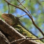 iguane des Petites Antilles