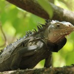 iguane des Petites Antilles