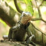 iguane des Petites Antilles