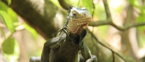 iguane des Petites Antilles