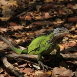 iguane des Petites Antilles