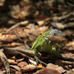iguane des Petites Antilles