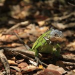 iguane des Petites Antilles