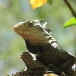 iguane des Petites Antilles