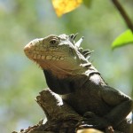 iguane des Petites Antilles