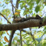 Iguana delicatissima