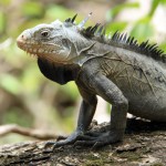 Iguana delicatissima