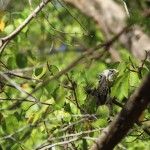 Iguana delicatissima